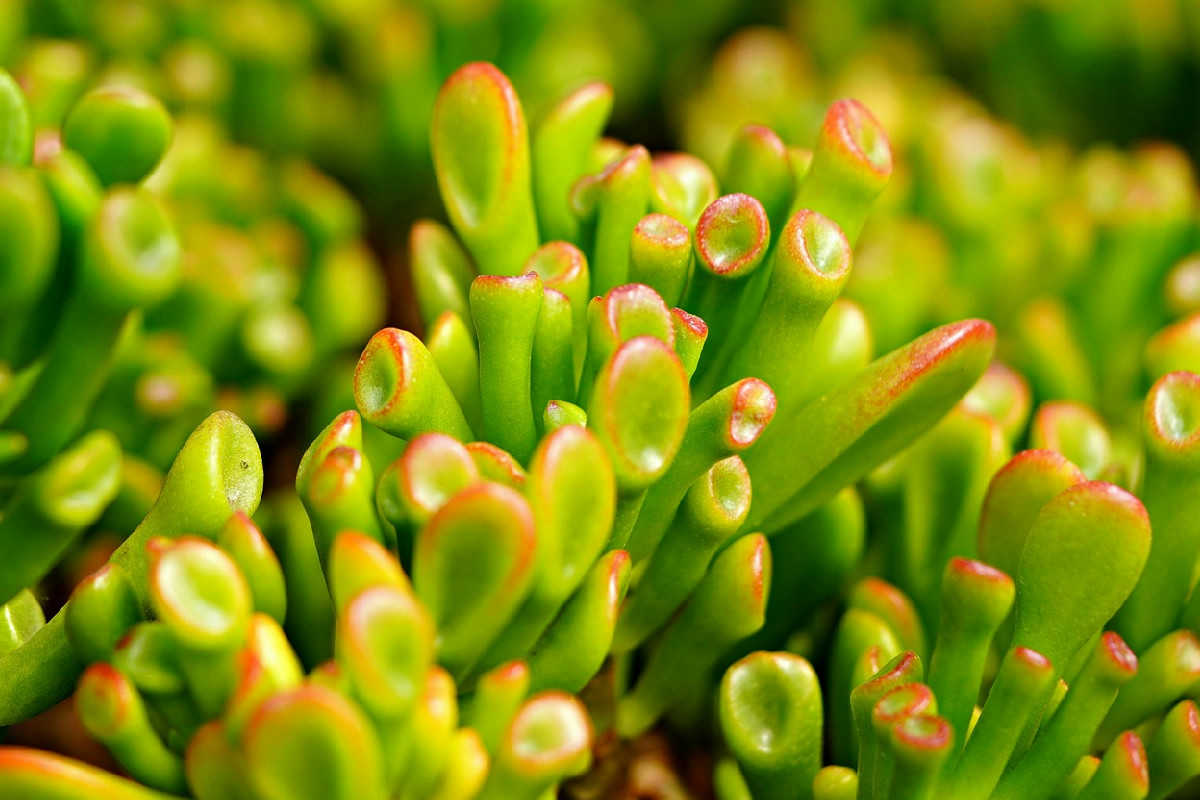 Albero di giada in camera da letto: come creare un angolo di benessere e armonia personale