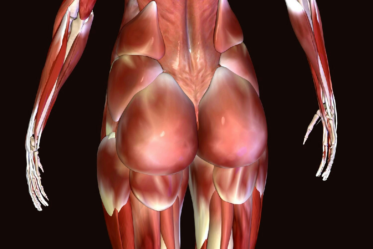 Il muscolo spesso trascurato dagli sportivi che migliora il ginocchio durante la corsa